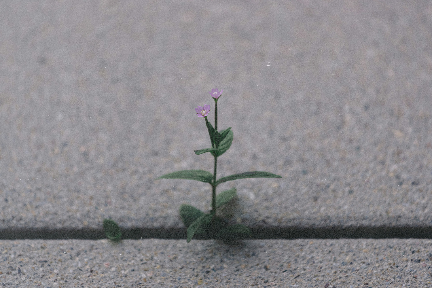 Small purple flower growing through concrete, symbolizing resilience, hope, and strength in hard times.